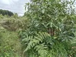 Shamba la Parachichi kwa Mauzo - Eka 100, Njombe - 4