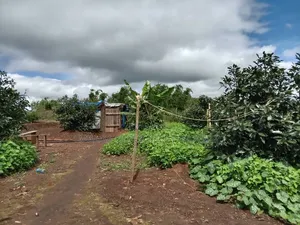 Avocado Farm for Sale - 100 Acres, Njombe
