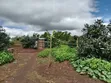 Shamba la Parachichi kwa Mauzo - Eka 100, Njombe - 5