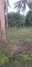 Shamba la Eka 29 Linauzwa Mkuranga Mwanambaya - 3