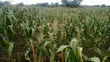 184 Acres Farm for Sale at Kiwangwa, Bagamoyo - Along Wami River - 3