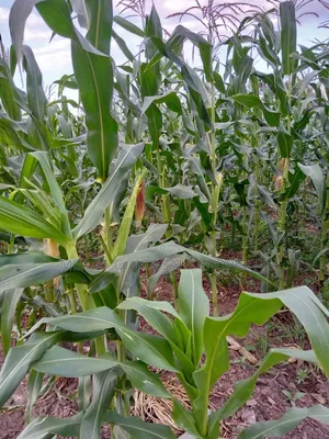 184 Acres Farm for Sale at Kiwangwa, Bagamoyo - Along Wami River