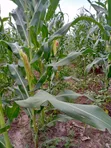184 Acres Farm for Sale at Kiwangwa, Bagamoyo - Along Wami River - 5