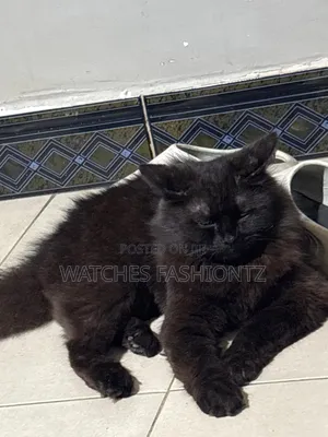 3-6 Month Male Purebred Persian Cat