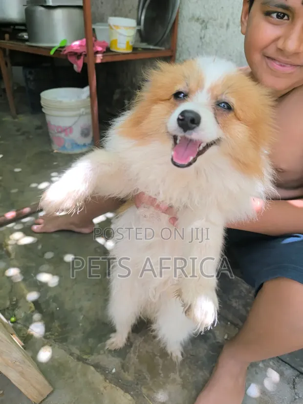 Purebred Female Pomeranian, 7 Months Old - 1