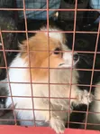 Pomeranian Safi wa Kike, Miezi 7 - 2