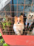 Pomeranian Safi wa Kike, Miezi 7 - 3