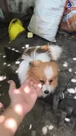Pomeranian Safi wa Kike, Miezi 7 - 4