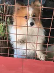 Pomeranian Safi wa Kike, Miezi 7 - 5