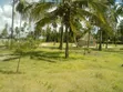 20 Acres Beach Plot for Sale in Kilwa - 5