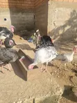 Bata Mzinga (Turkey) - Mature - 1