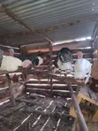 Bata Mzinga (Turkey) - Mature - 2