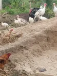 Bata Mzinga (Turkey) - Mature - 3
