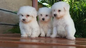 Purebred Maltese Puppy - 1-3 Months Old
