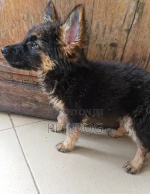 1-3 Month Male Purebred German Shepherd Puppy