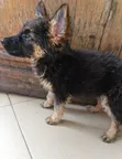 1-3 Month Male Purebred German Shepherd Puppy - 1