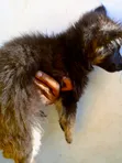 1-3 Month Male Purebred German Shepherd Puppy - 2