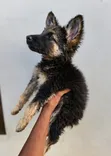 1-3 Month Male Purebred German Shepherd Puppy - 3
