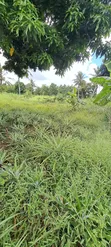 Shamba na Mazao na Nyumba Linauzwa Bago, Bagamoyo - 4