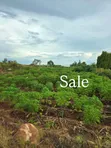 Nyamhongolo Plot for Sale (10,000 sqm) - 5