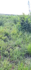 Farmland for Sale - Bago, 14 Acres - 1