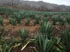 30 Hectare Sisal Farm for Rent, Mkata