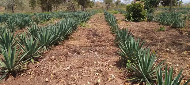 Sisal Farm (Mkonge) - 25 Hectares Ready for Harvest - 1