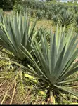 Sisal Farm (Mkonge) - 25 Hectares Ready for Harvest - 2