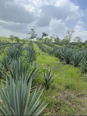 Sisal Farm (Mkonge) - 25 Hectares Ready for Harvest