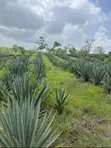 Sisal Farm (Mkonge) - 25 Hectares Ready for Harvest - 3