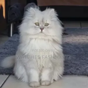 Purebred Persian Kitten (6-12 Months)