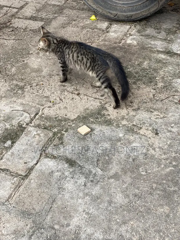 Female Mixed Breed Cat, 1-3 Months Old - 1