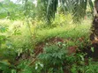 Plot for Sale - 1080 SQM, Kilungule Rd - 4