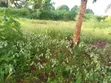 Plot for Sale - 1080 SQM, Kilungule Rd - 5