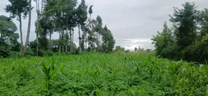 Residential Plot for Sale in Ngaramtoni-Kilimamoto, Arusha