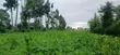 Residential Plot for Sale in Ngaramtoni-Kilimamoto, Arusha - 2