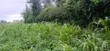Residential Plot for Sale in Ngaramtoni-Kilimamoto, Arusha - 3