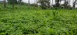 Residential Plot for Sale in Ngaramtoni-Kilimamoto, Arusha - 4