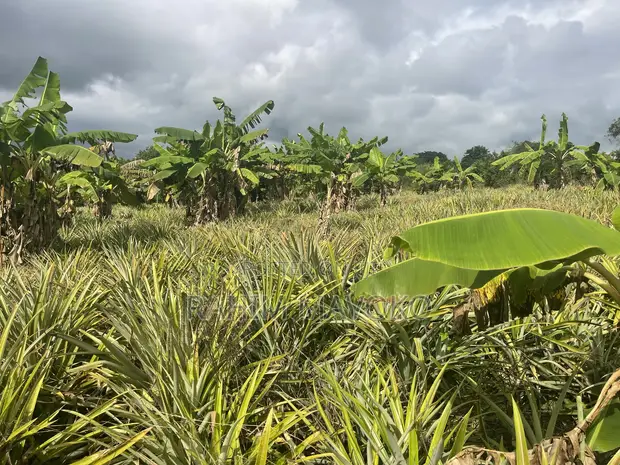 Farmland for Sale: 5 Hectares in Kiwangwa, Bagamoyo - 1