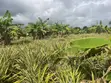 Farmland for Sale: 5 Hectares in Kiwangwa, Bagamoyo - 1