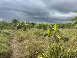 Farmland for Sale: 5 Hectares in Kiwangwa, Bagamoyo