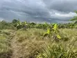 Farmland for Sale: 5 Hectares in Kiwangwa, Bagamoyo - 2