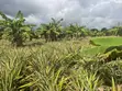 Farmland for Sale: 5 Hectares in Kiwangwa, Bagamoyo - 3