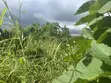 Farmland for Sale: 5 Hectares in Kiwangwa, Bagamoyo - 4