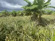 Farmland for Sale: 5 Hectares in Kiwangwa, Bagamoyo - 5