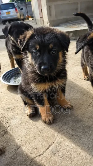 Purebred German Shepherd Puppy (1-3 Months)