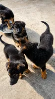 Purebred German Shepherd Puppy (1-3 Months) - 2