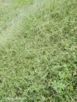 Residential Plot for Sale - Bunju - 2