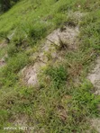 Residential Plot for Sale - Bunju - 5