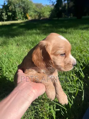 Male Purebred Cocker Spaniel Puppy